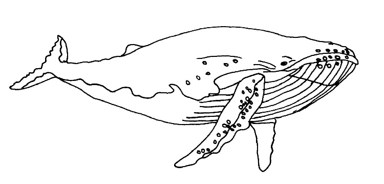 Humpback Whale Line Drawing : Humpback whales facts and pictures megaptera novaeangliae